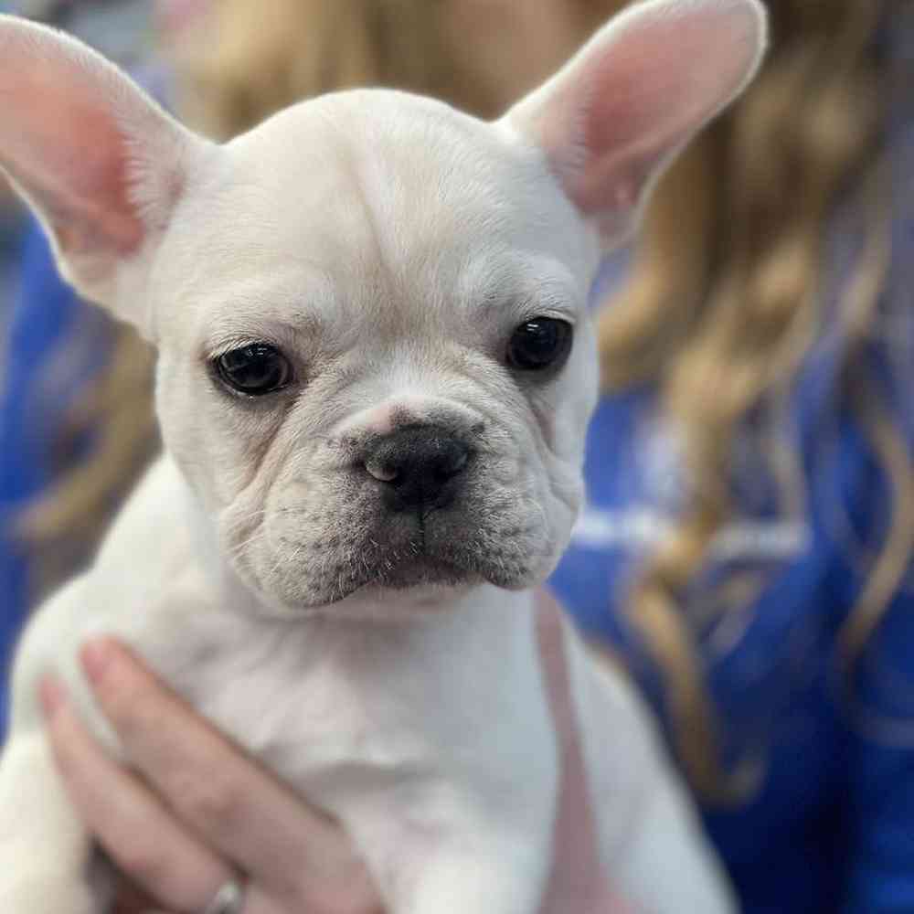 Female French Bulldog Puppy for sale