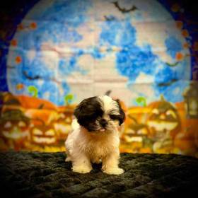 Shih Tzu