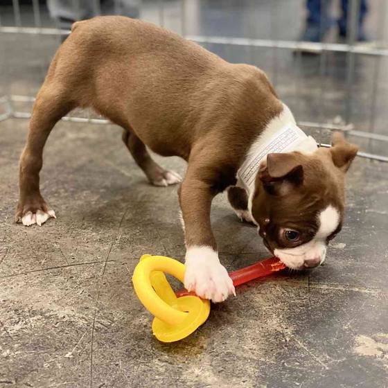 Boston Terrier Puppy for sale Pet Zone Poughkeepsie