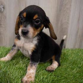 Beagle