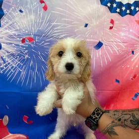 Cavachon