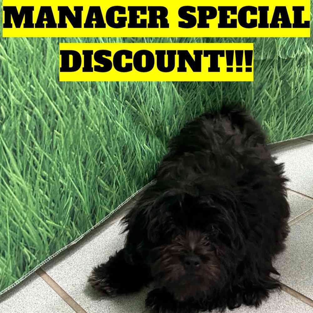 Teddy Bear Puppy for sale Pet Zone Queensbury