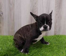 French Bulldog