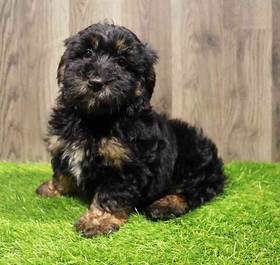 Mini Sheepadoodle