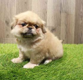 Pekingese