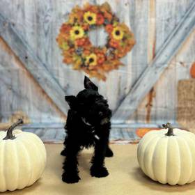 Mini Schnauzer