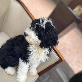Mini Sheepadoodle