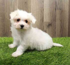 Maltese
