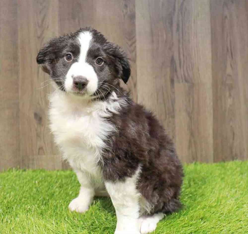 Miniature Australian Shepherd Puppy for sale Pet Zone Albany