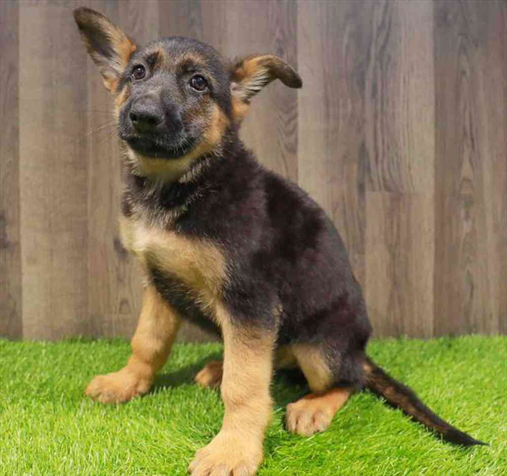 Toy Australian Shepherd Puppies for sale