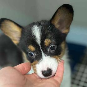 Pembroke Welsh Corgi