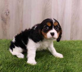 Cavalier King Charles Spaniel