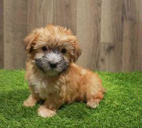 Morkie