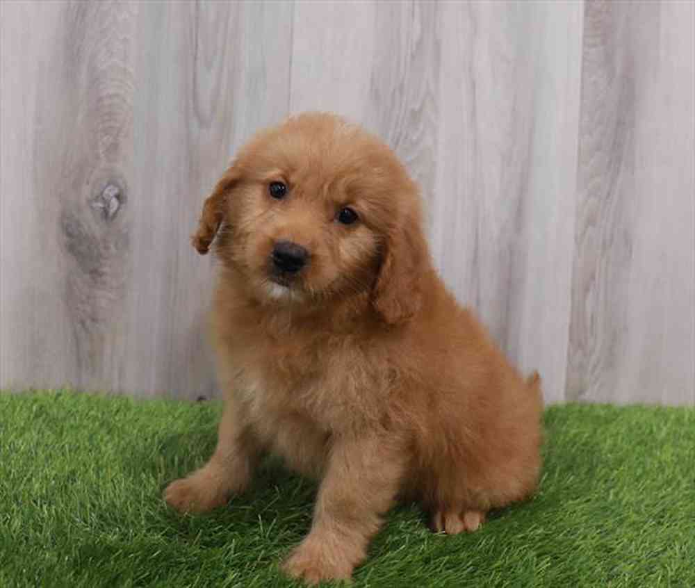Mini Goldendoodle Puppy for sale Pet Zone Poughkeepsie