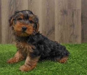 Yorkie