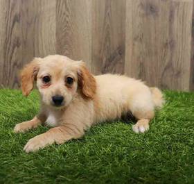 Chiweenie