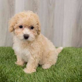 Bichon-Poodle