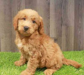 Mini Goldendoodle