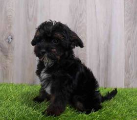 Yorkie-Poo