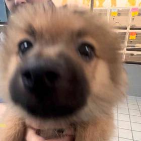 Pomeranian