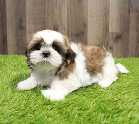 Shih Tzu