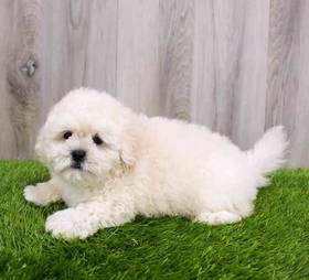 Shizapoo