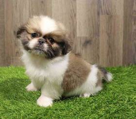 Pekingese