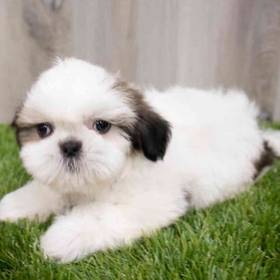 Shih Tzu
