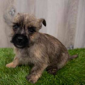 Cairn Terrier