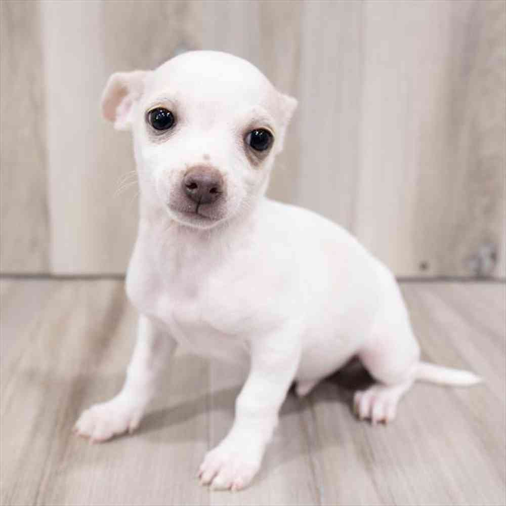 Chihuahua Puppy for sale Pet Zone Albany