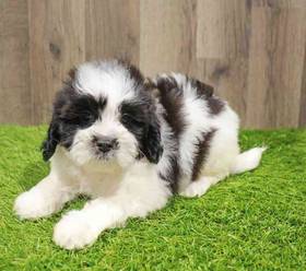Shipoo