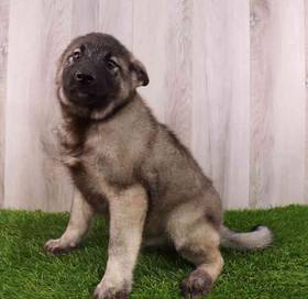 Norwegian Elkhound