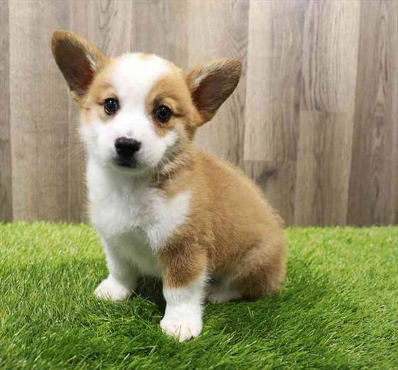 Pembroke Welsh Puppy for sale Pet Zone Albany