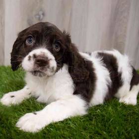 Cocker Spaniel