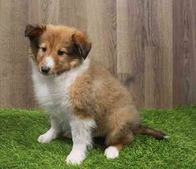 Sheltie