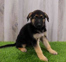 German Shepherd Dog