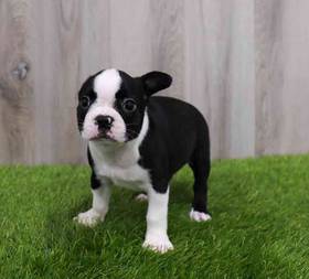 Boston Terrier