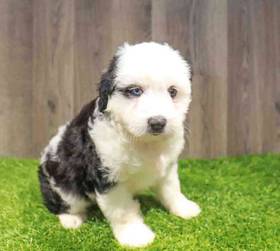 Mini Aussiedoodle