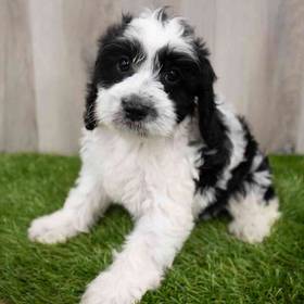 Cockapoo
