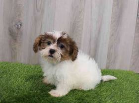 Shorkie