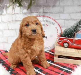 Mini Goldendoodle