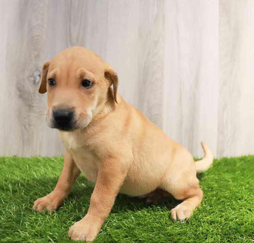 Sharp Eagle Puppy for sale Pet Zone Watertown