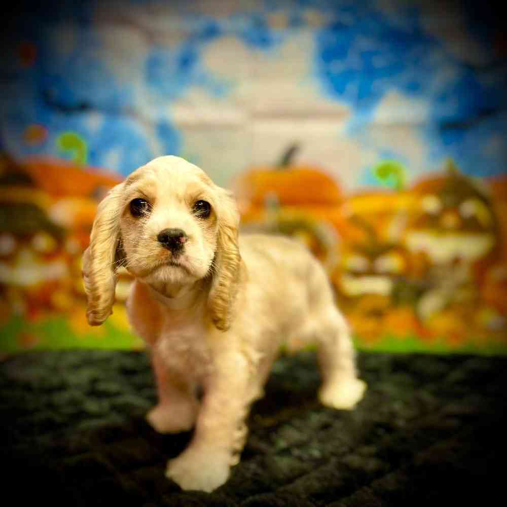 Female Cocker Spaniel Puppy for Sale in Watertown, NY