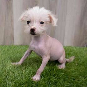 Chinese Crested