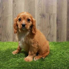 Cavalier King Charles Spaniel
