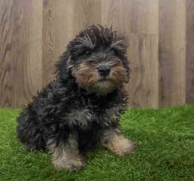 Mini Schnauzer