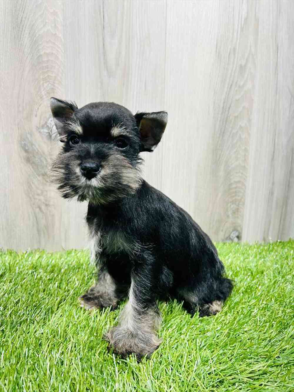 Mini Schnauzer Puppy for sale Pet Zone Albany