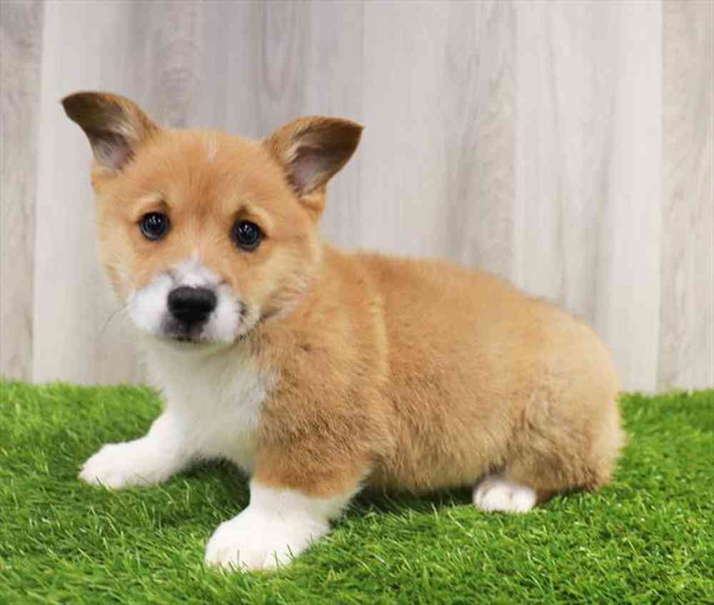 Pembroke Welsh Puppy for sale Pet Zone Queensbury