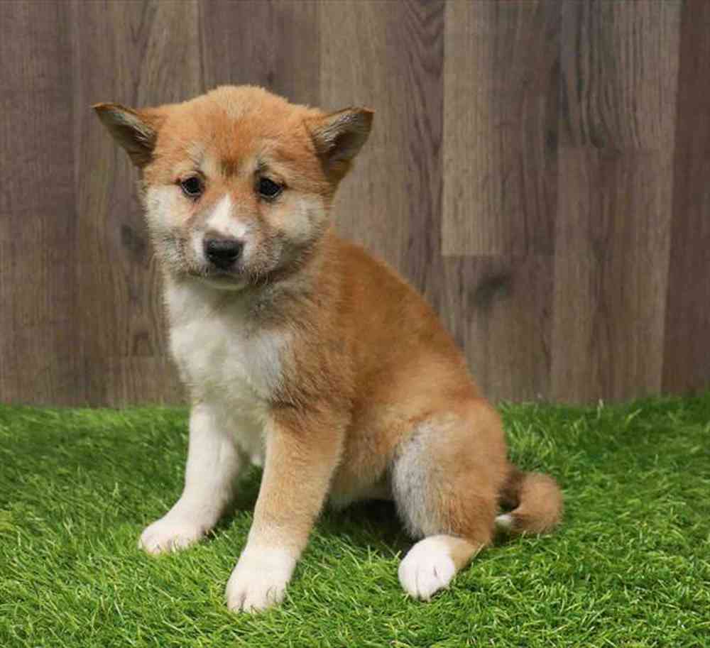 Shiba Inu