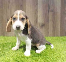 Beagle